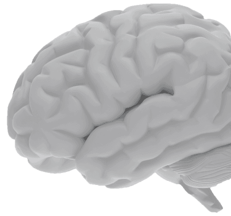 brain